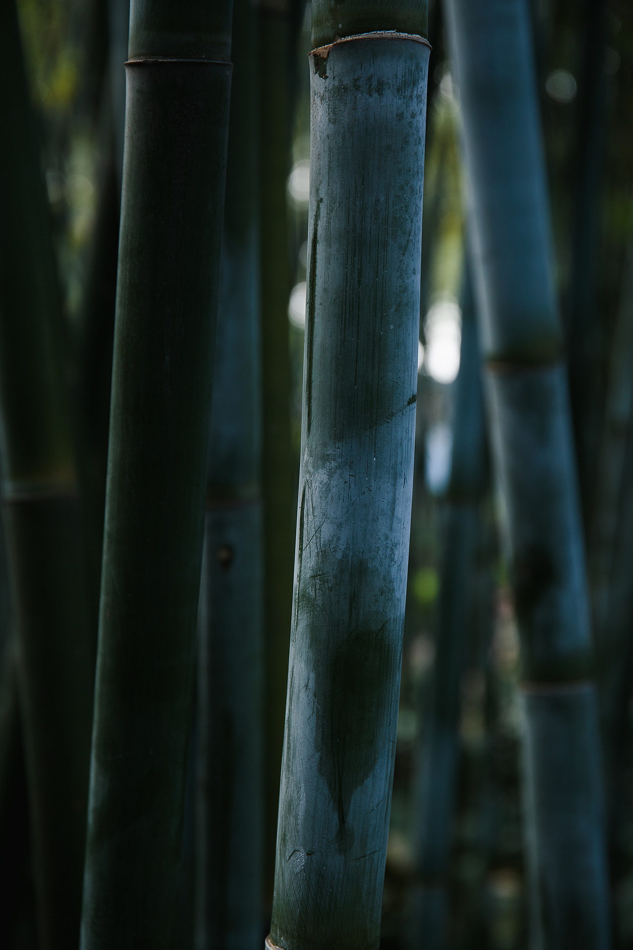 假日公园（图ZMzY1MzQyMjU2） - 风光摄影 - 站酷设计师KZRZR原创素材 - 站酷ZCOOL