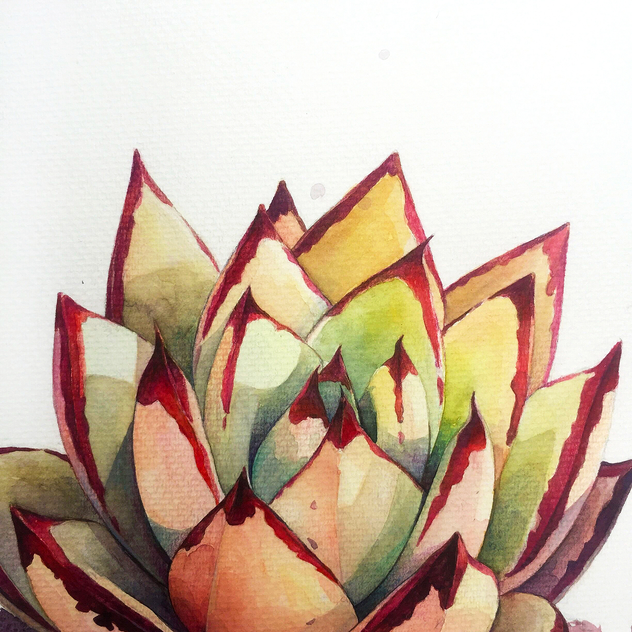 多肉-8（图ZNzY0MDA3NDQ=） - 创作习作 - 站酷设计师王火火_HuoHuo原创素材 - 站酷ZCOOL