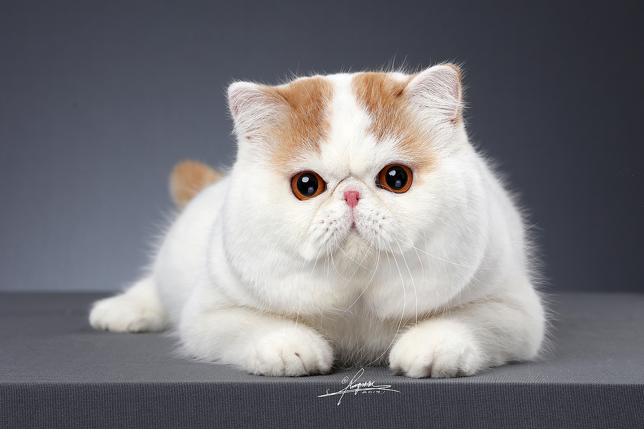 异国短毛猫AMYWORKS,拍摄于山东青岛