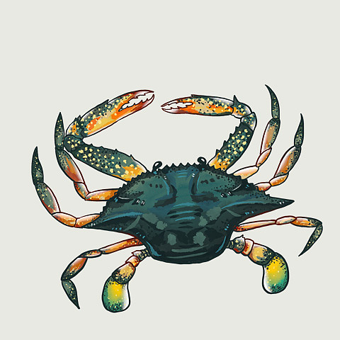 海洋里面有什么?——梭子蟹