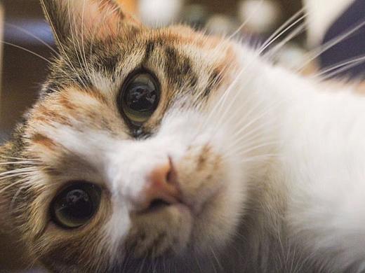 家有猫咪初长成