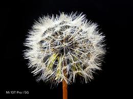 小米国际版 MI 10T PRO 官方样片拍摄 微距功能