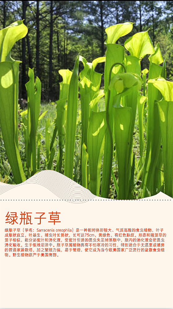 食肉植物画册
