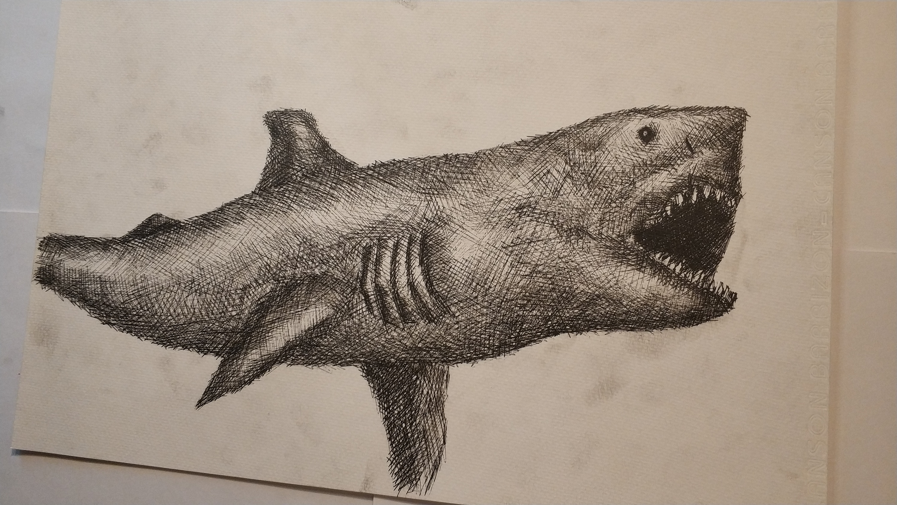 鲨鱼素描画远古图片