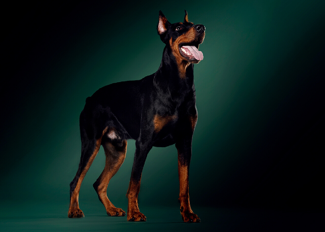 杜宾犬肖像 | Jason|摄影|宠物摄影|WildKay - 原创作品 - 站酷 (ZCOOL)