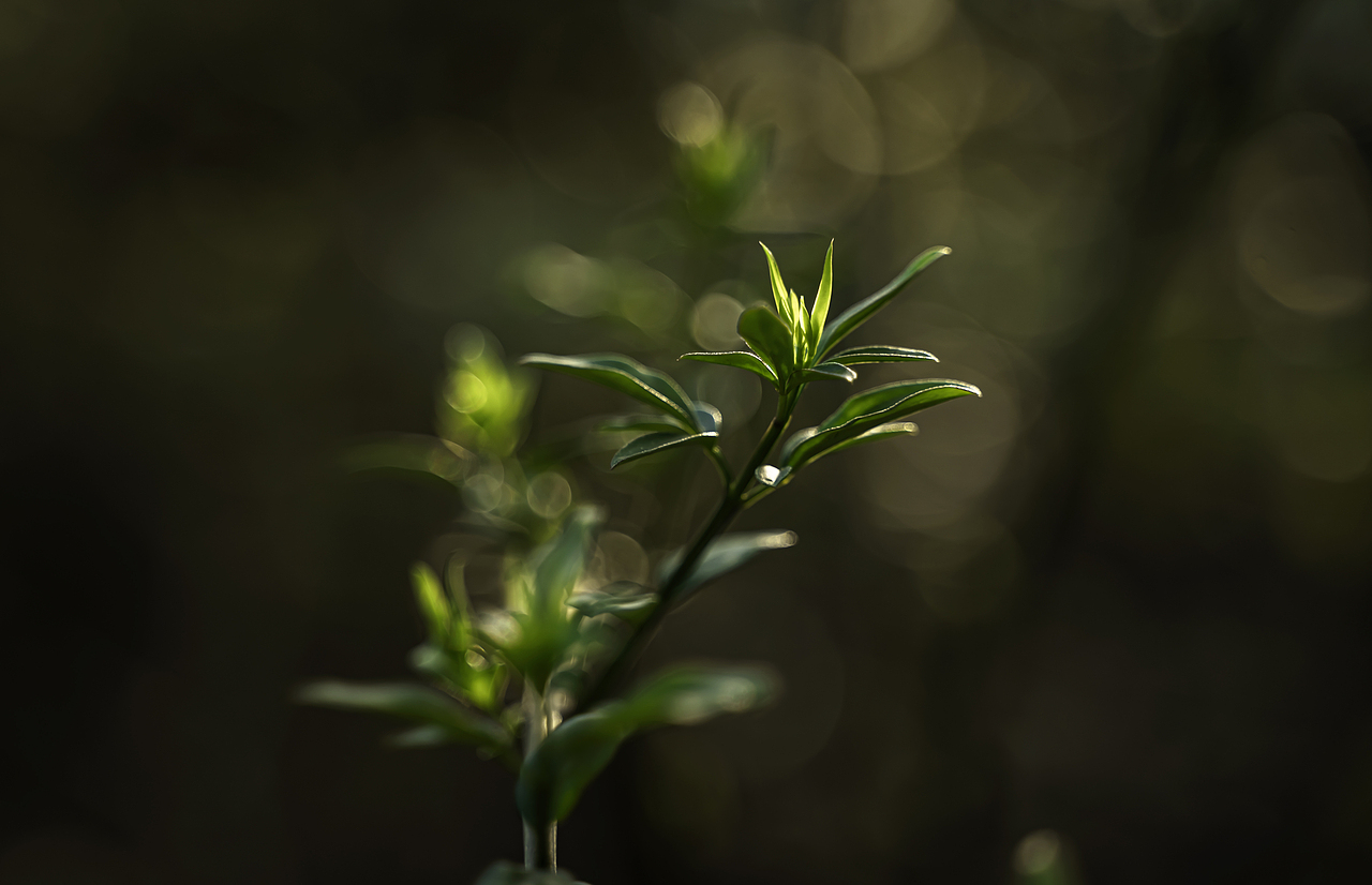春日随拍🍀🌻🌞