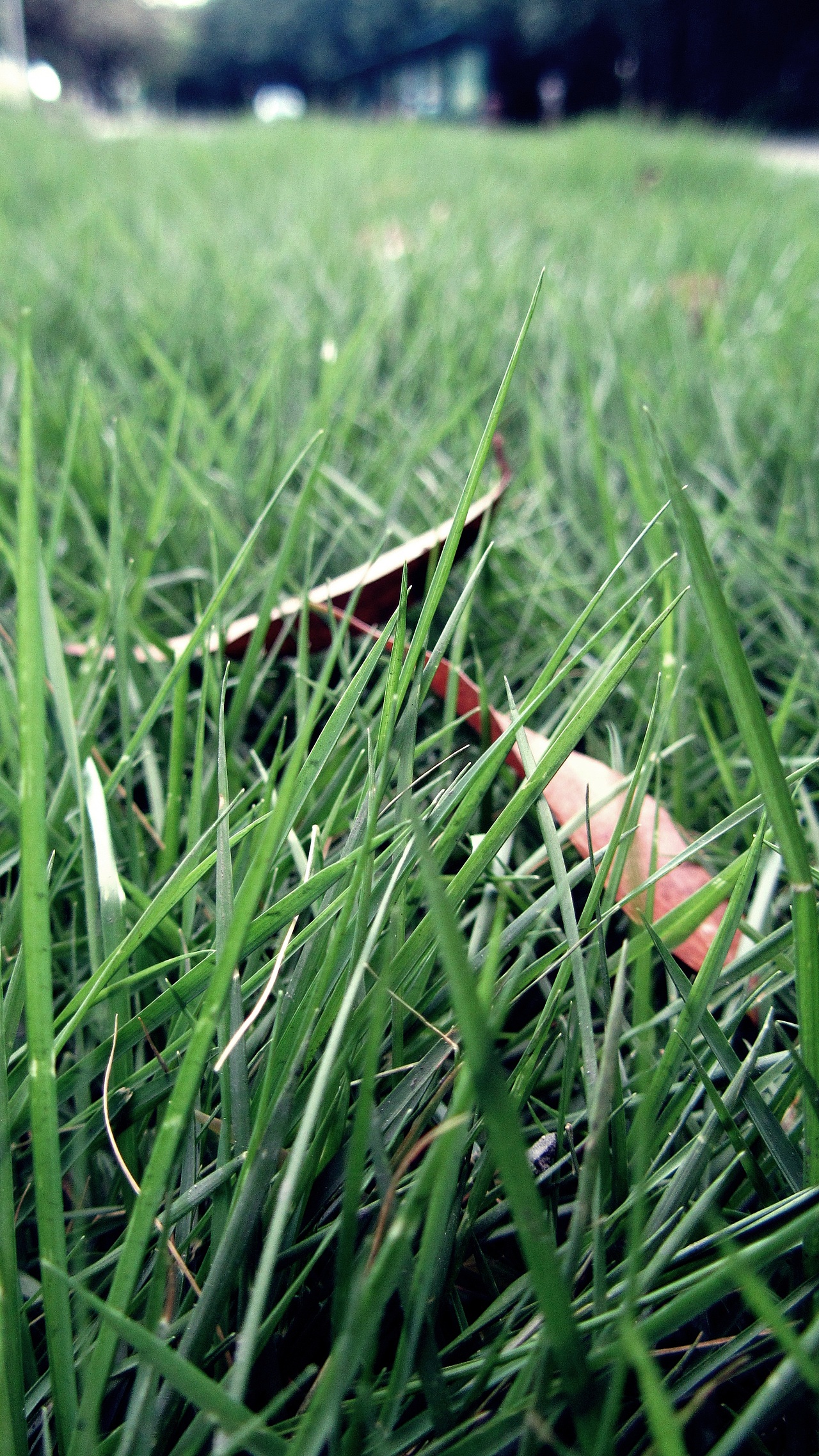 梦想自己跟草丛一样疯长。。。IDAER