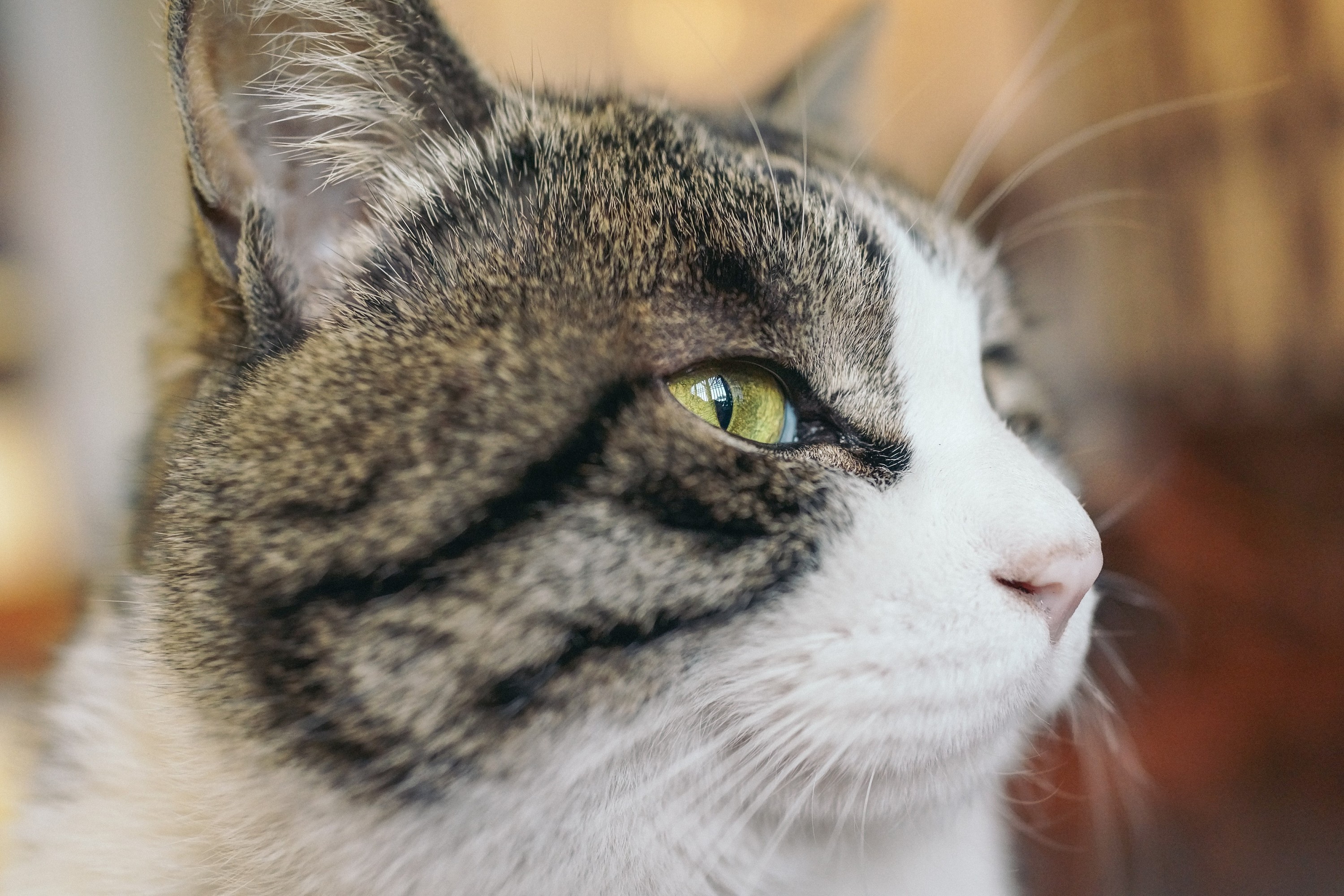 北京"正阳书局"喵老板和他的玩意儿们