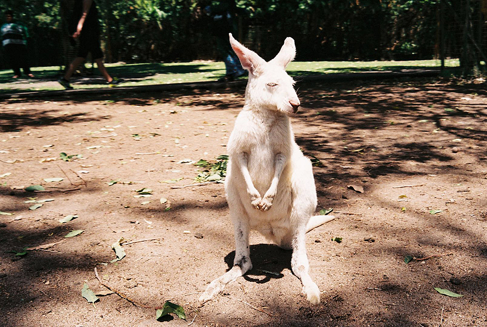 西澳大利亚-胶片摄影