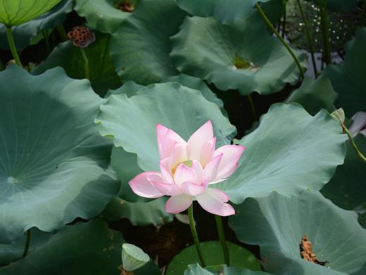 擎雨盖——惠州西湖丰渚园荷花池