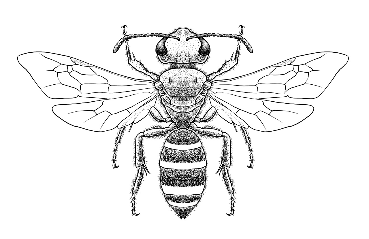 各种昆虫简笔画图片素材-编号02777719-图行天下