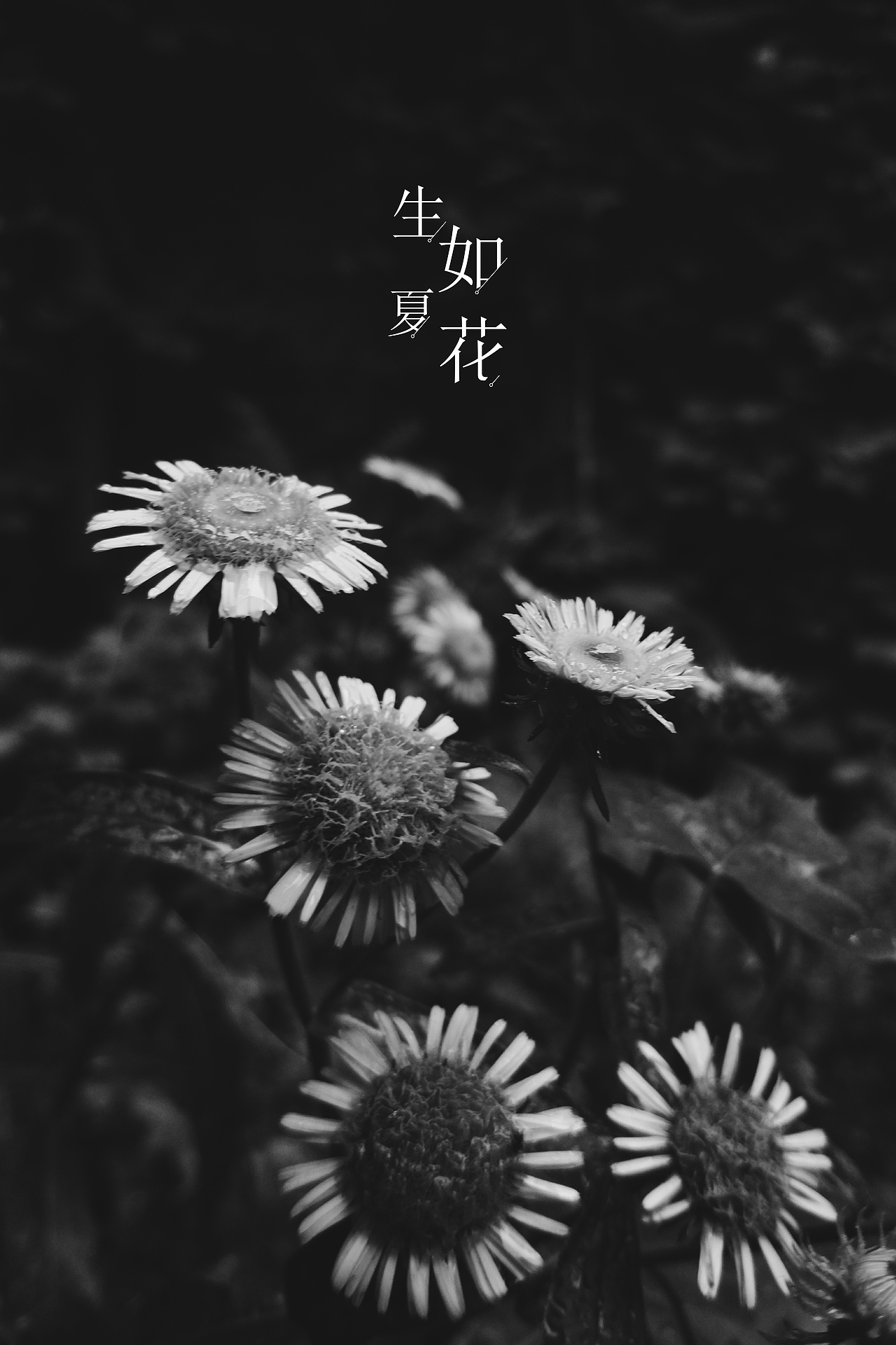 分享一下这个夏天（图ZNTQ3MzU5MjQ=） - 修图/后期 - 站酷设计师懂小白原创素材 - 站酷ZCOOL