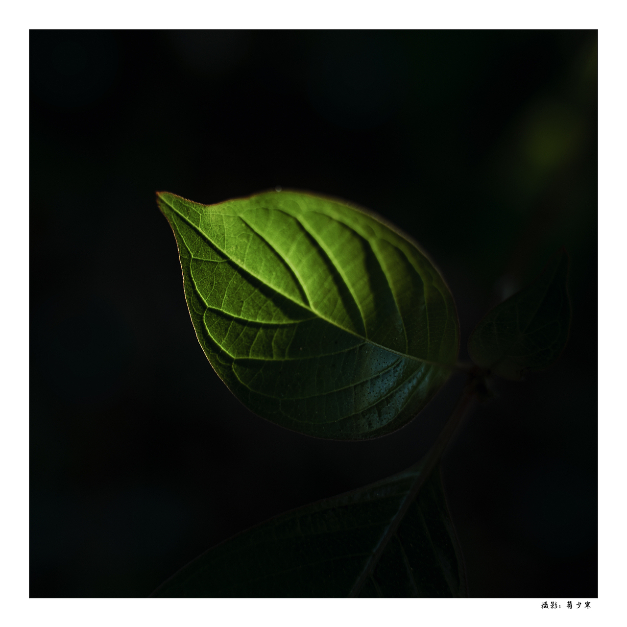 我从森林带回来了礼物 阳光 绿叶 花朵