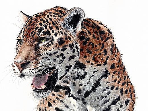 許寧動物水彩 野生大貓們（個人主頁-ZMjg5Mzg3NzY=） - 藝術(shù)插畫 - 站酷設計師jane7841原創(chuàng)素材 - 站酷ZCOOL