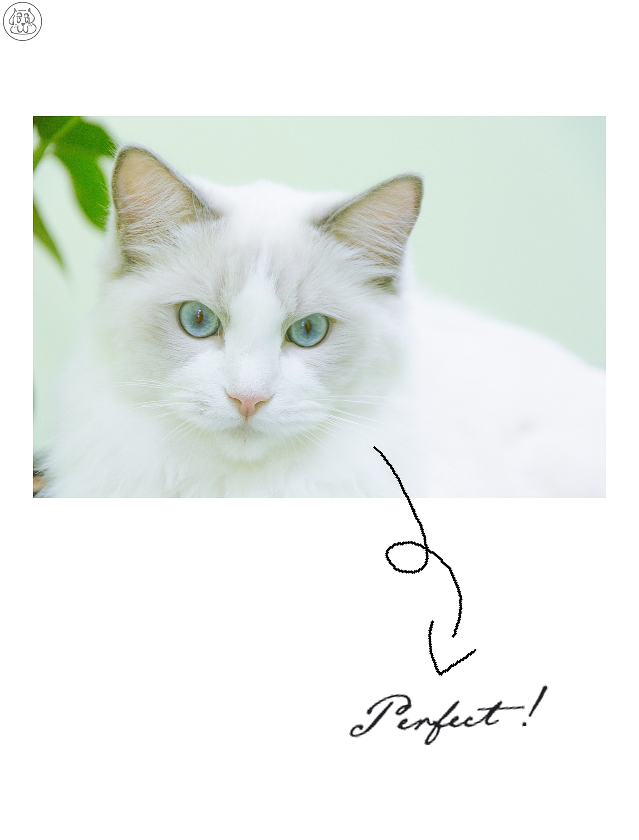 一只叫川贝的猫（图ZMTI2NDk5MTIw） - 宠物摄影 - 站酷设计师居音十四原创素材 - 站酷ZCOOL