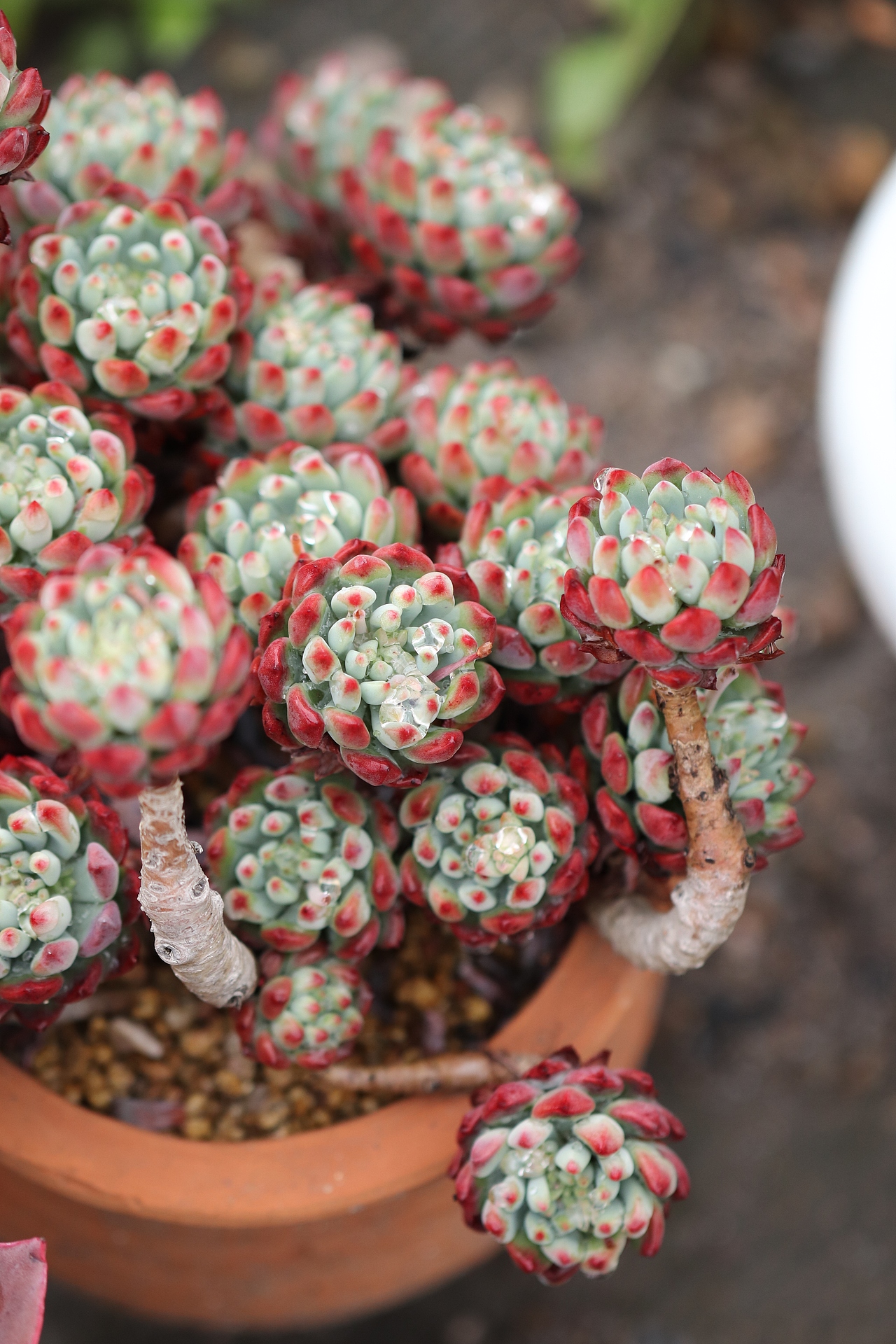 多肉（图ZMjU3MTM2MDQ4） - 其他摄影 - 站酷设计师生活可爱原创素材 - 站酷ZCOOL