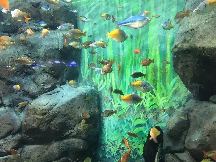 帮帮快修的水族馆之旅