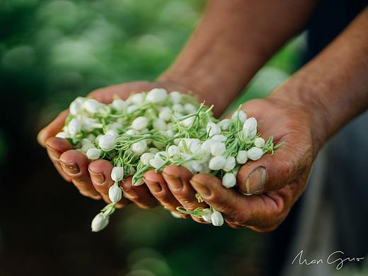 满果文化【茉莉花茶拍摄作品分享】 