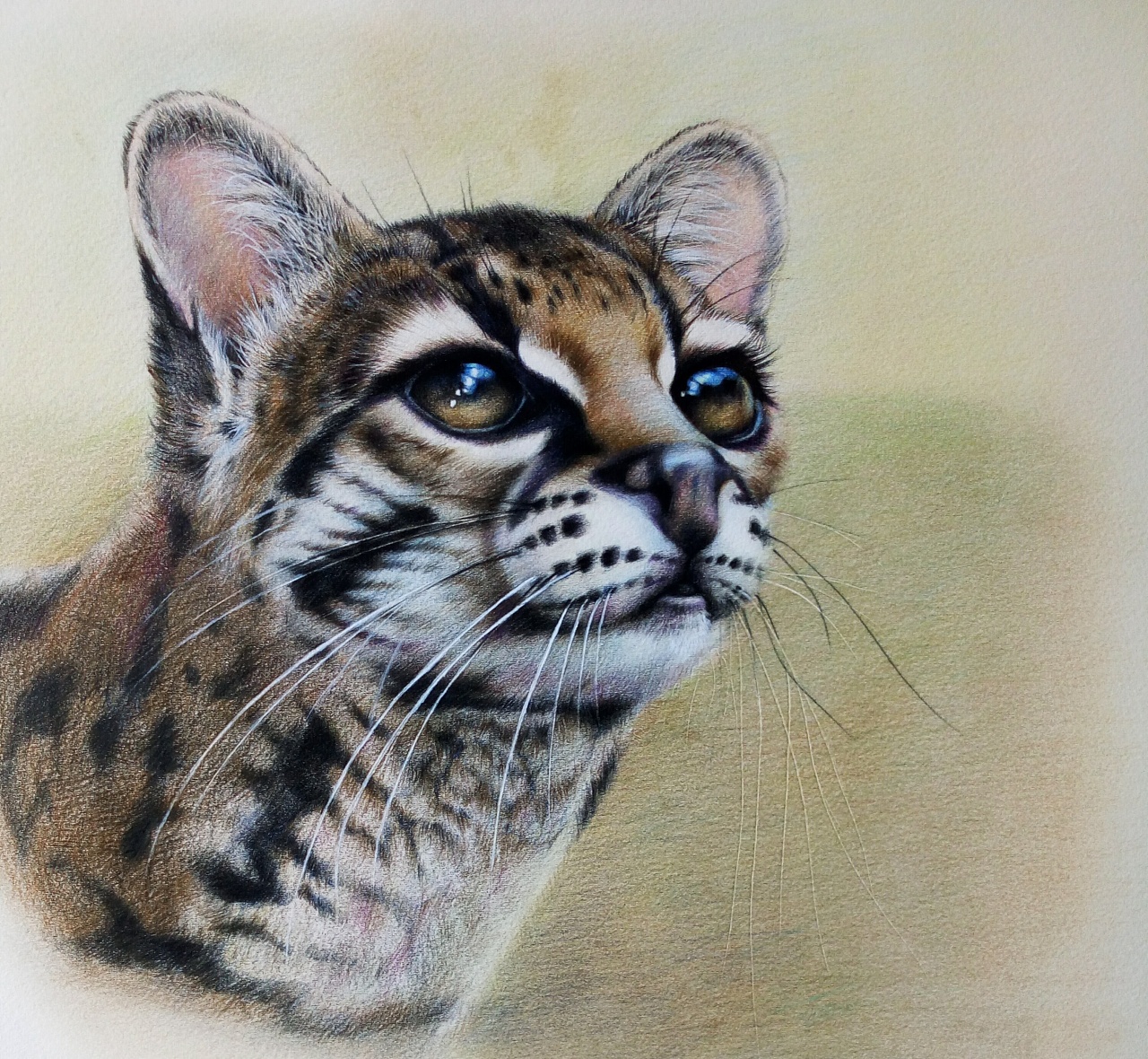 彩铅豹猫