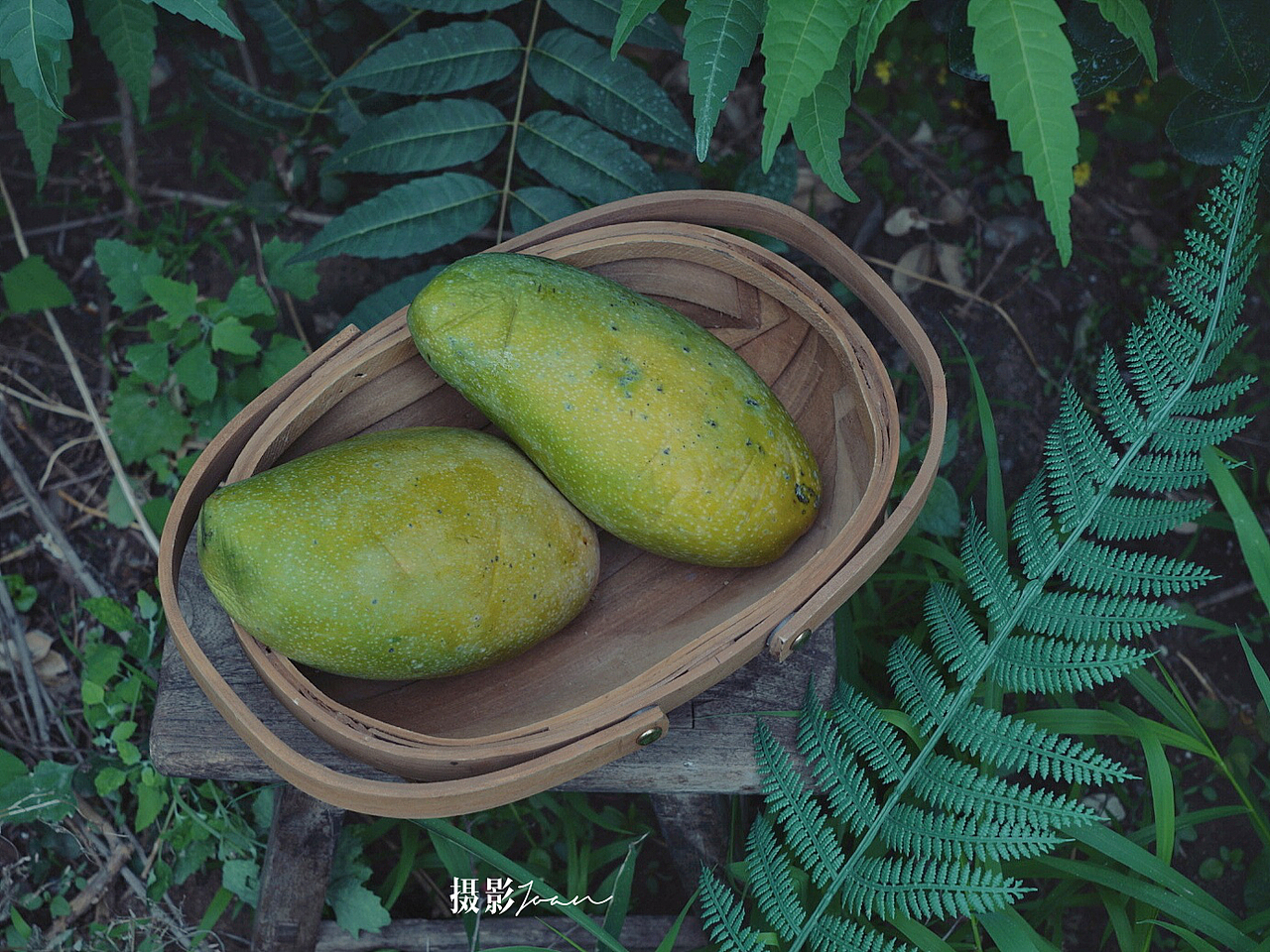 越南大青芒（圖ZMjE1OTQ3MDU2） - 產(chǎn)品攝影 - 站酷設(shè)計師Joan文瓊原創(chuàng)素材 - 站酷ZCOOL