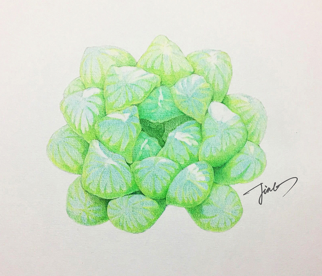 彩铅画作品-多肉植物系列（图ZMjQxOTcyNDg0） - 绘画 - 站酷设计师JINGPP7777原创素材 - 站酷ZCOOL