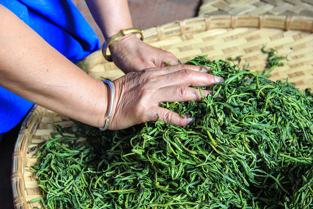 制作工序——揉捻
揉捻需要依据茶菁原料老嫩程度之不同,而做轻重调整,目的在于使茶叶片状经揉捻成条形或圆珠状。
