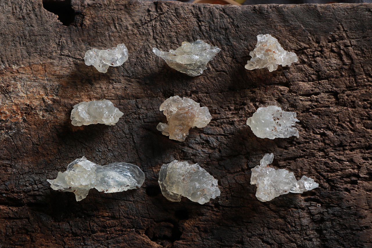 原创鉴参堂雪燕