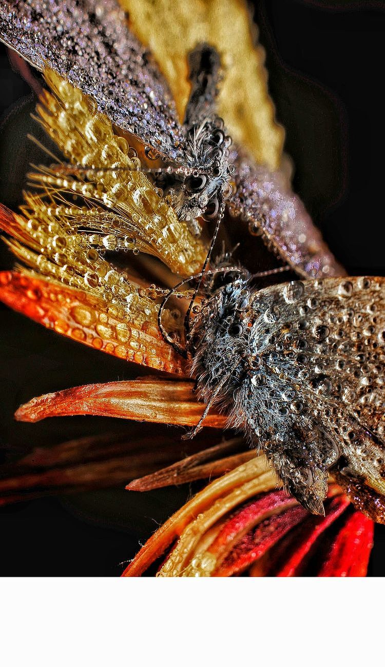 【生态摄影】世界渺小到让你只想溫柔相待