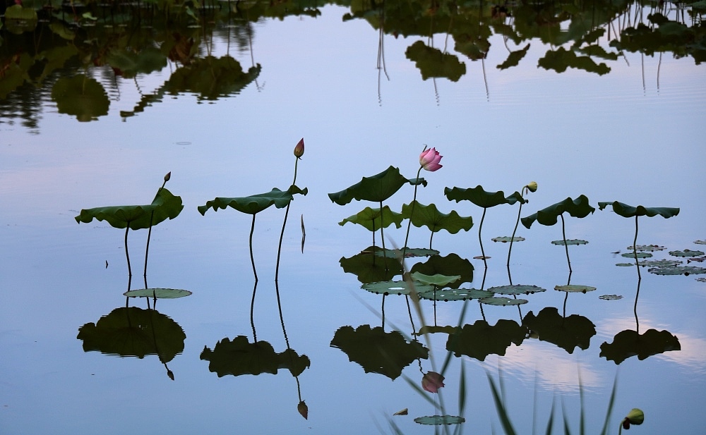 荷（图ZMTIwODg5Mzky） - 风光摄影 - 站酷设计师CNLILY原创素材 - 站酷ZCOOL