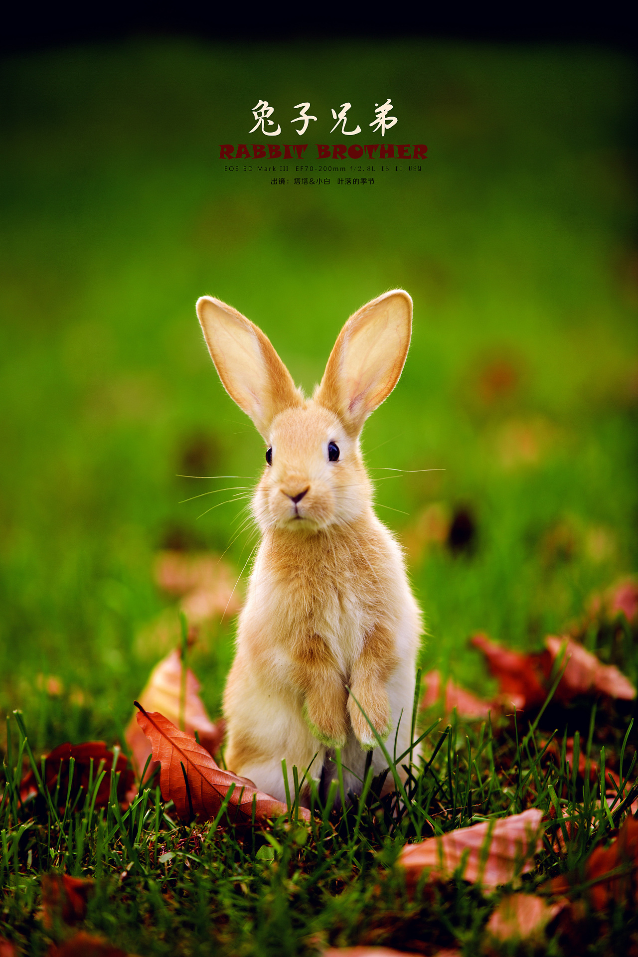 迷你世界：找兔子-小米游戏中心