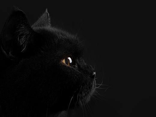 【動物照相館】黑貓 