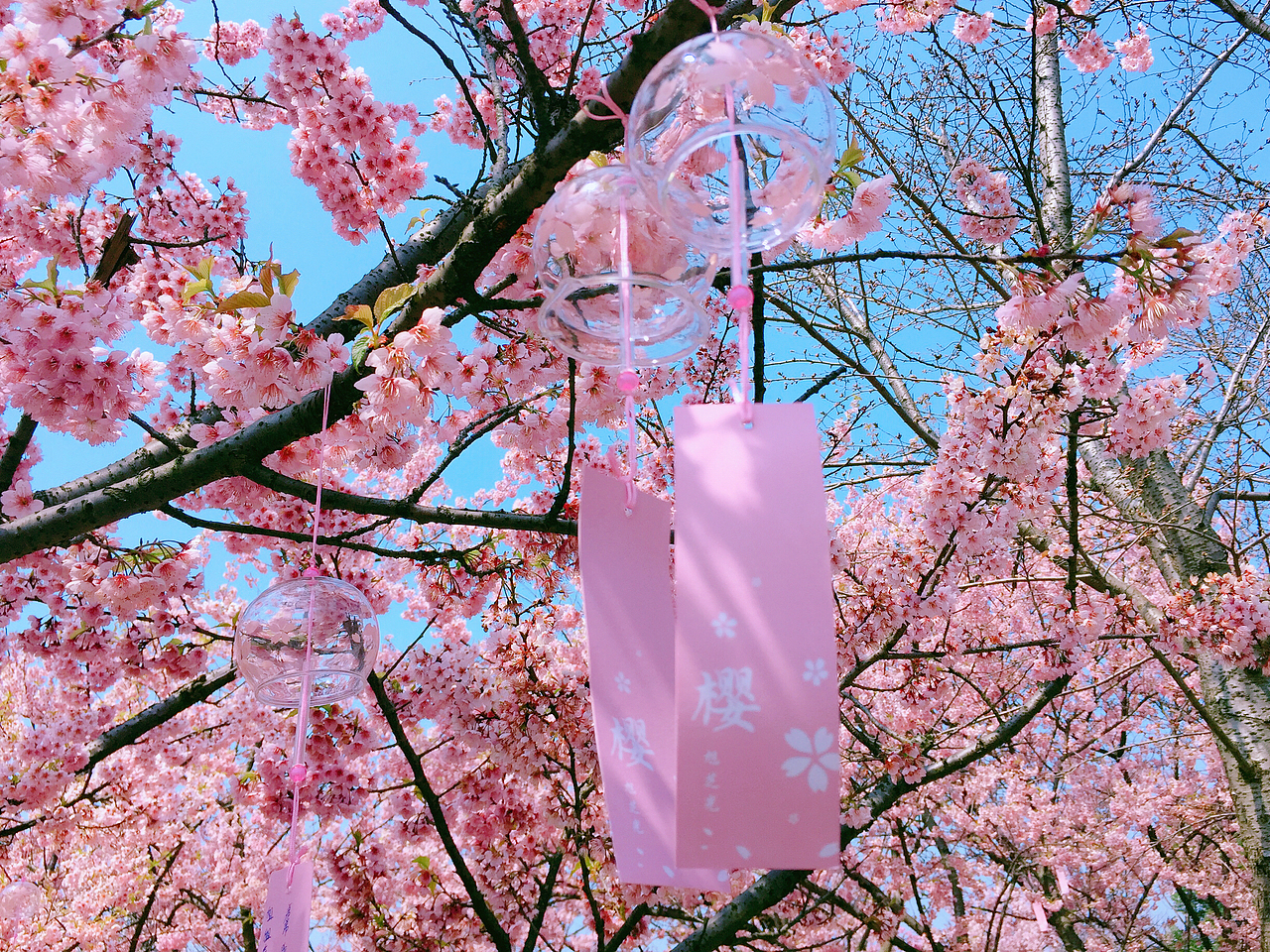 樱花摄影（图ZMTUyMzIwNTc2） - 风光摄影 - 站酷设计师TINA小小淑原创素材 - 站酷ZCOOL