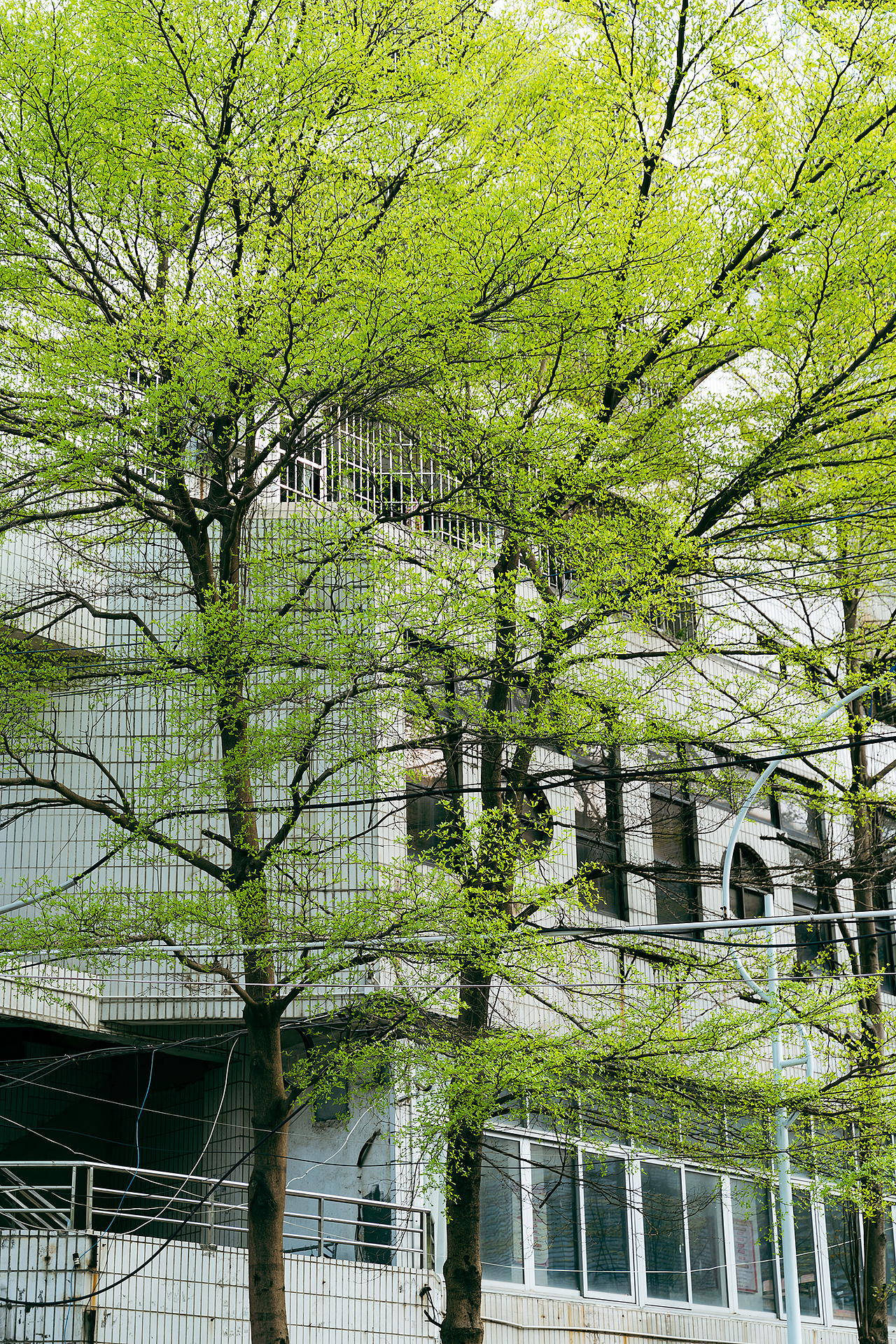 发现春天 鹏城深圳 2022