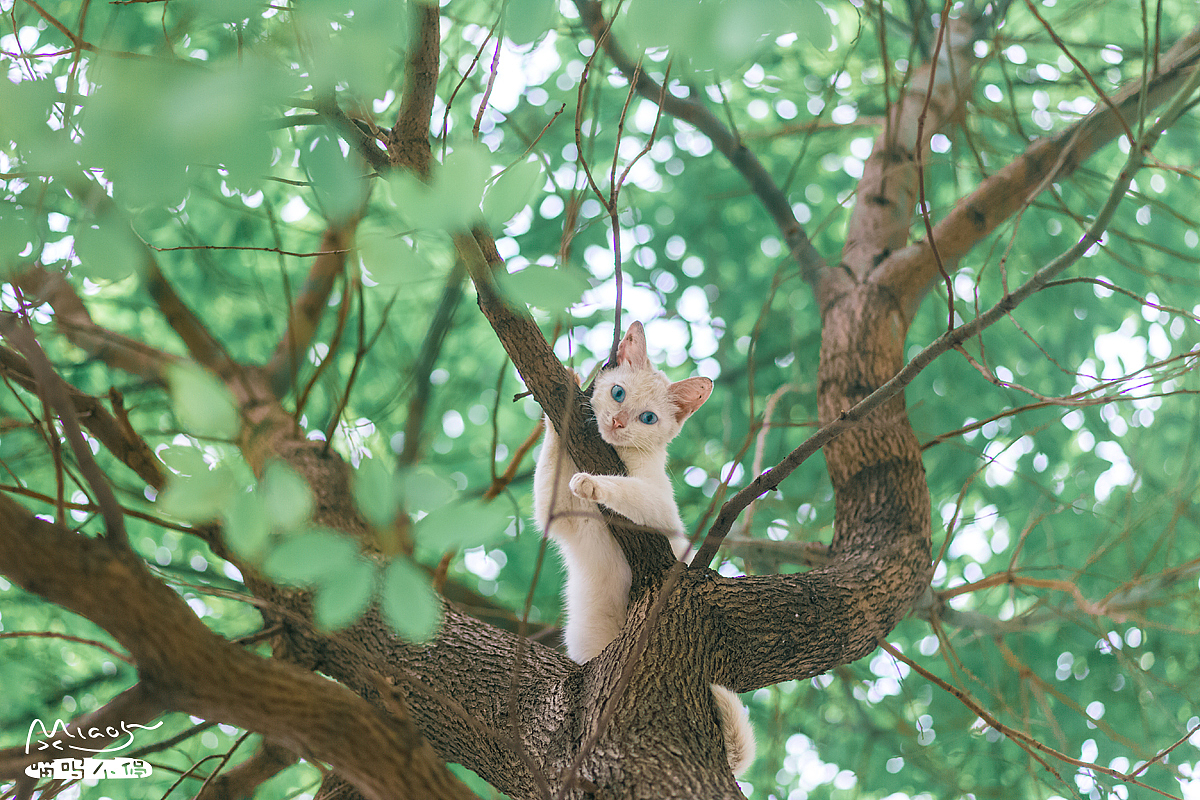 一枚长在树上的喵|摄影|宠物摄影|喵呜不停 - 原创作品 - 站酷 (ZCOOL)
