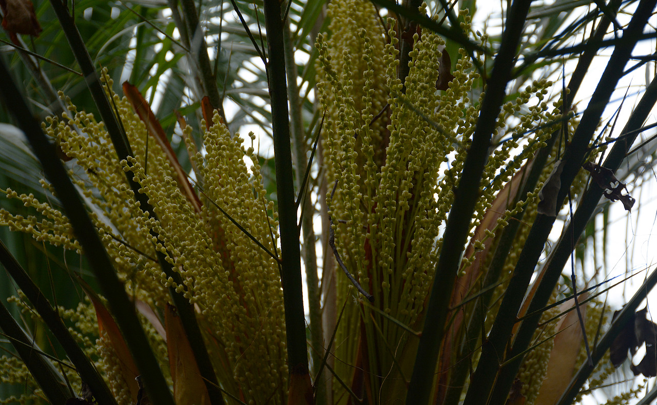 打卡仙湖植物园（图ZMTU2NzY5ODg4） - 人文/纪实摄影 - 站酷设计师贱熊JX原创素材 - 站酷ZCOOL