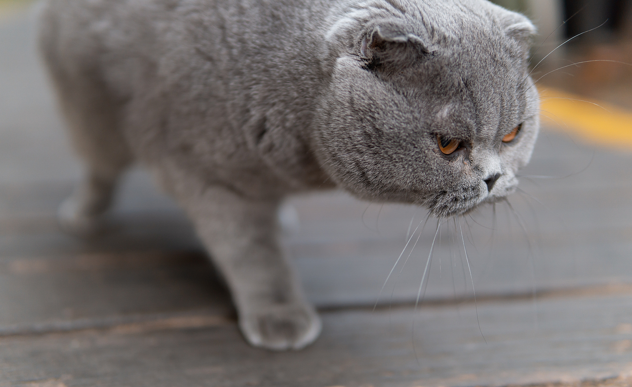 折耳猫的户外探险（图ZMTgyNjgzMzY0） - 宠物摄影 - 站酷设计师小酒遇见猫原创素材 - 站酷ZCOOL