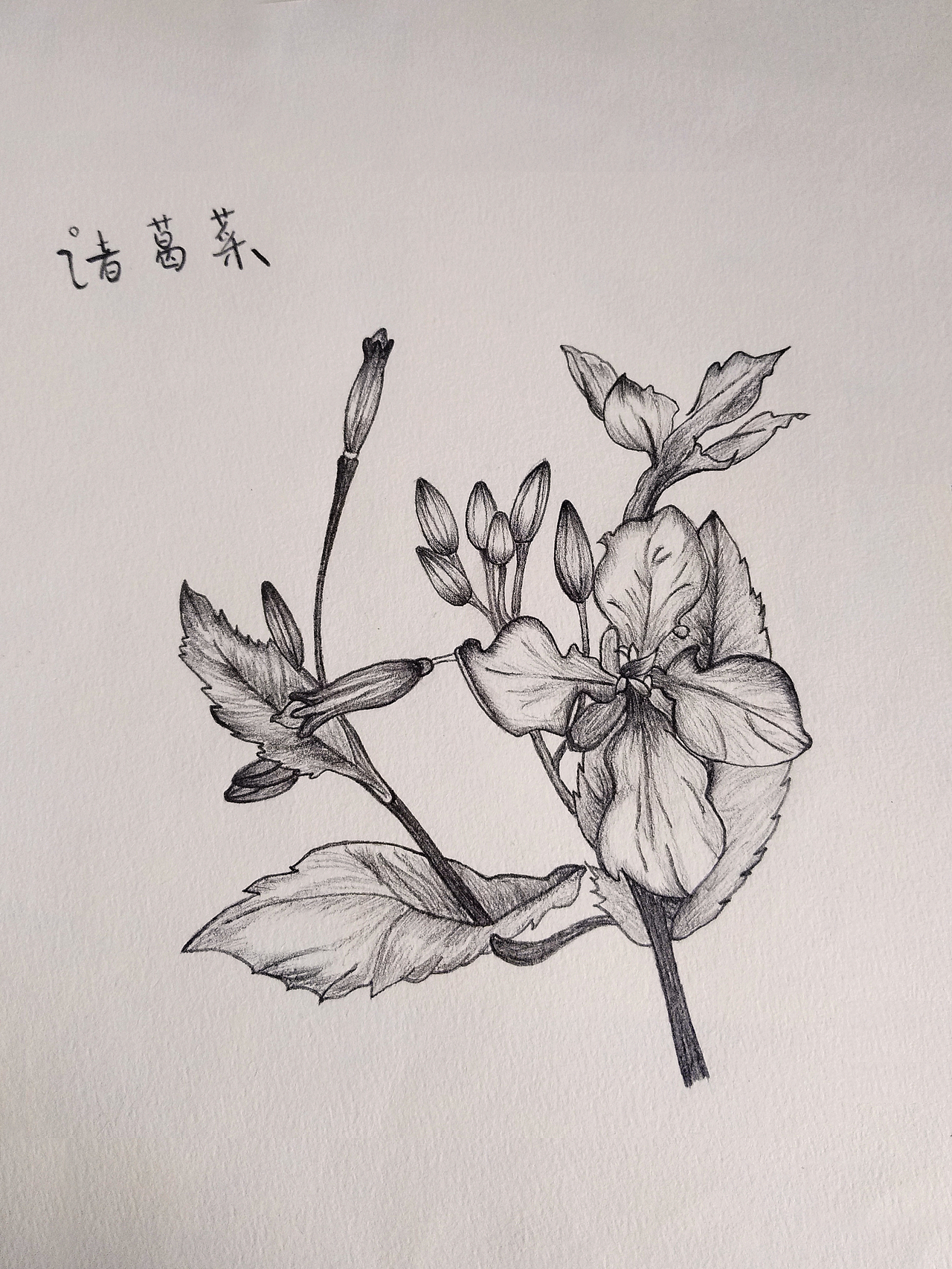 花之意（图ZMTI2MDE5NjAw） - 创作习作 - 站酷设计师星北世界原创素材 - 站酷ZCOOL