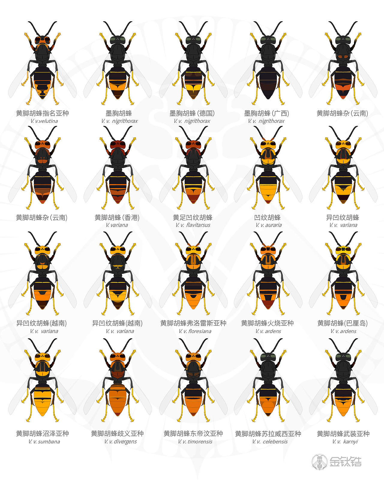 常见胡蜂,马蜂色型,车政大帝,墨等等,金钛锆