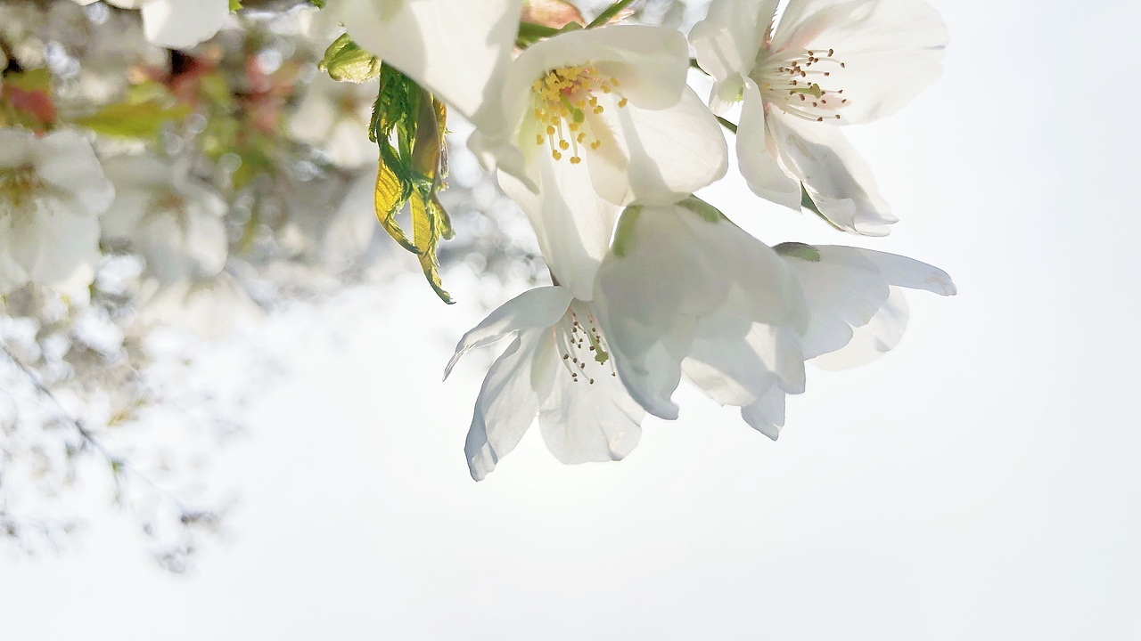 春（图ZMjA1MDkwOTA4） - 风光摄影 - 站酷设计师青稞想喝鲜芋牛奶原创素材 - 站酷ZCOOL