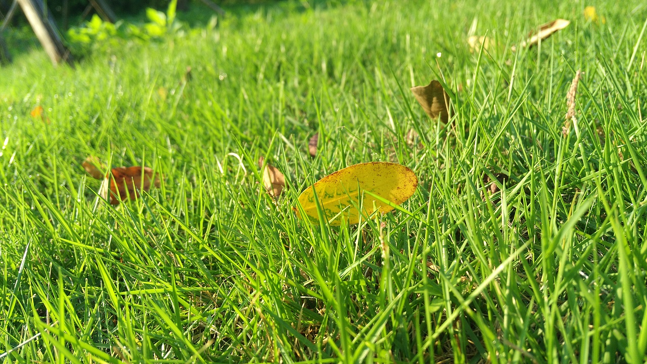 青青草地叶上珠。秋天清晨