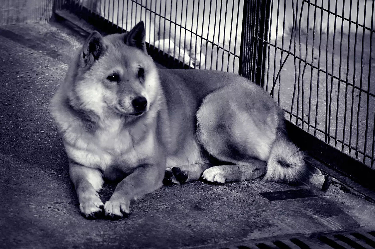 2018宠物合集（图ZMTQ0MDU5MjE2） - 宠物摄影 - 站酷设计师黑猫姐姐原创素材 - 站酷ZCOOL