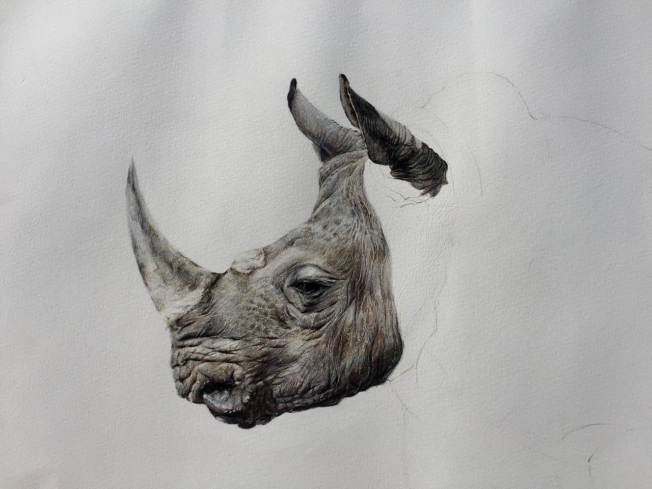 写实彩铅画『犀牛』
