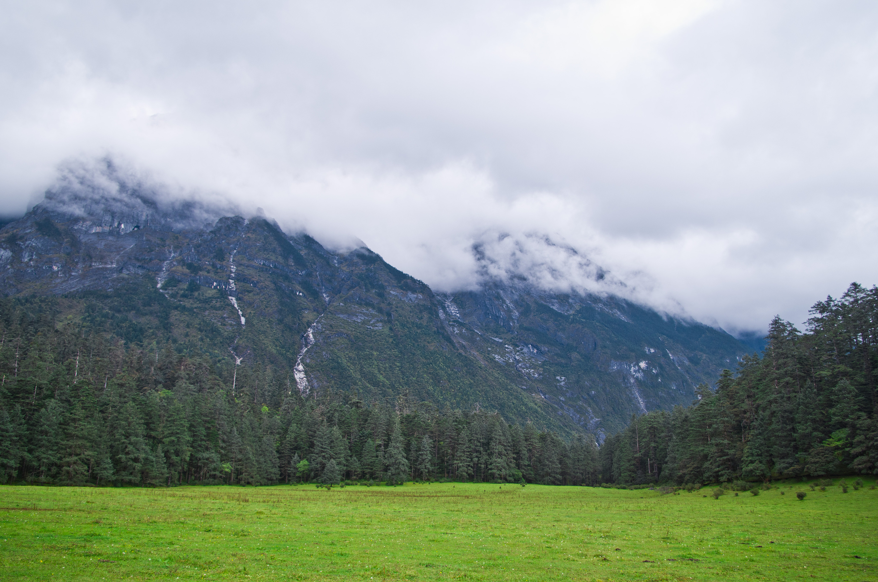 玉龙雪山云杉坪