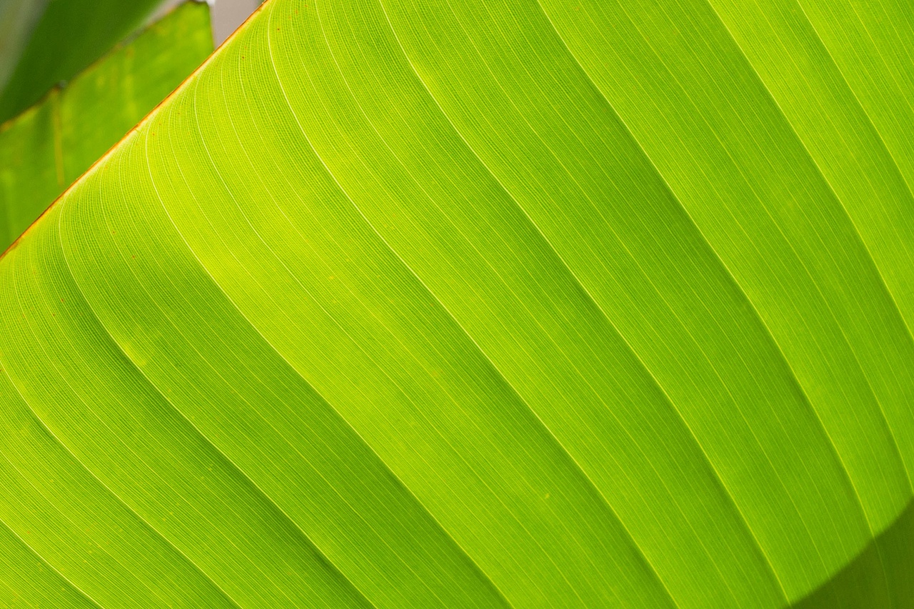 几张植物摄影（图ZMTEyMjg5NjU2） - 其他摄影 - 站酷设计师一粒小沙白原创素材 - 站酷ZCOOL