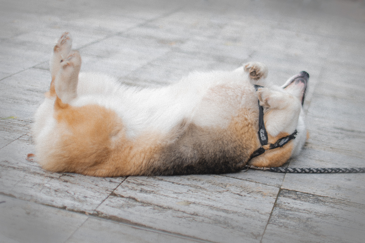 多多的故事（图ZMjEwMzM2NzYw） - 宠物摄影 - 站酷设计师aiml1998原创素材 - 站酷ZCOOL