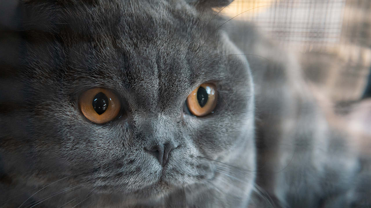 折耳猫的户外探险（图ZMTgyNjgzMzUy） - 宠物摄影 - 站酷设计师小酒遇见猫原创素材 - 站酷ZCOOL