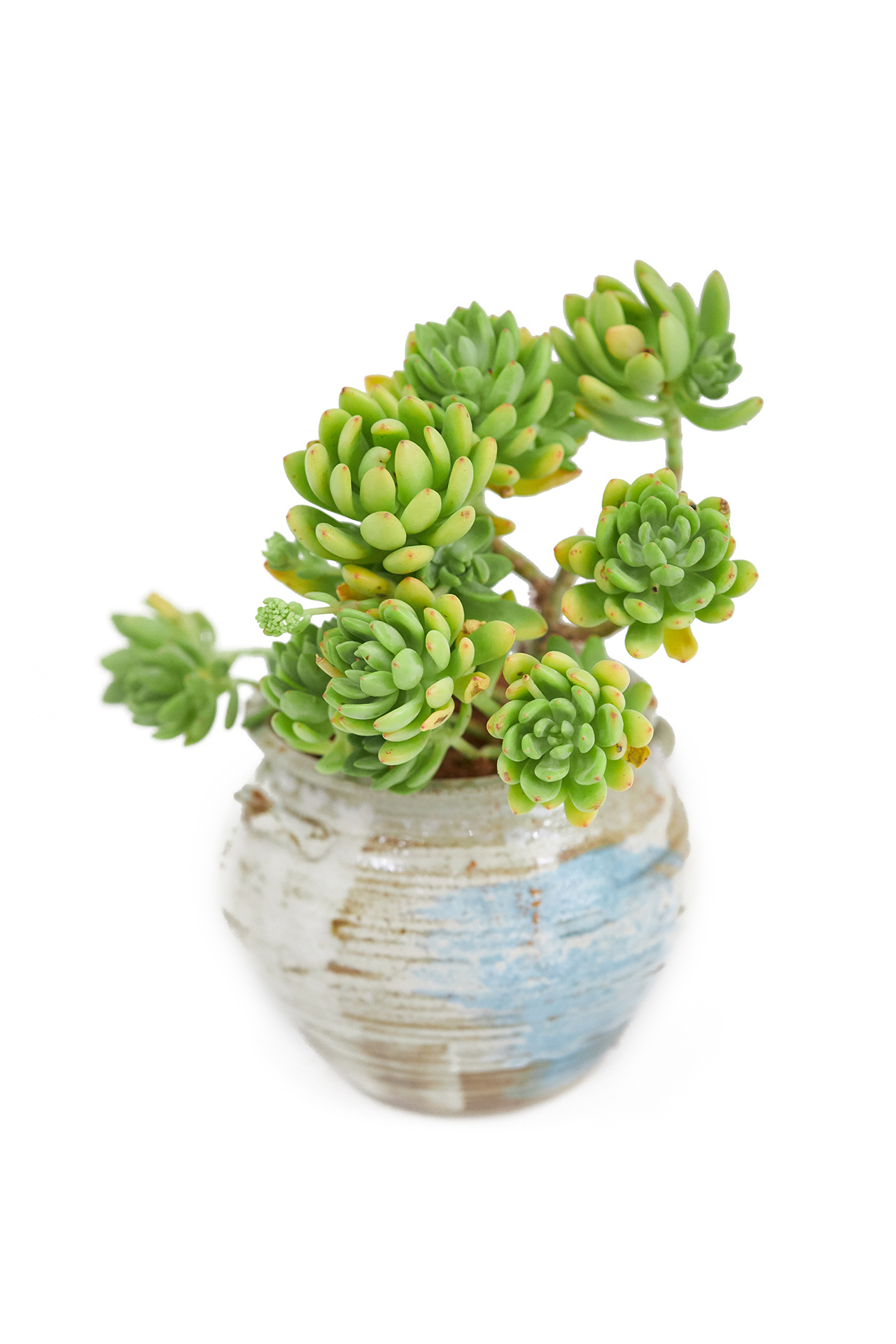 绿植物盆栽摄影 多肉花卉拍摄 盆景商业拍照