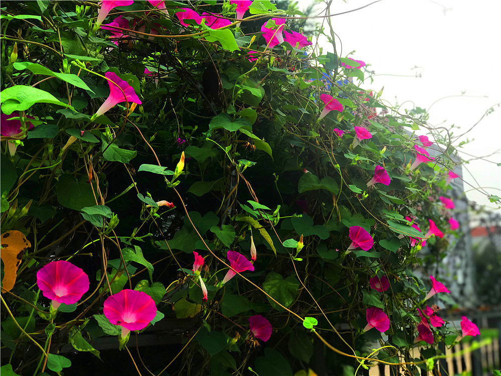 刘勇良手机纪实摄影:七夕节的喇叭花