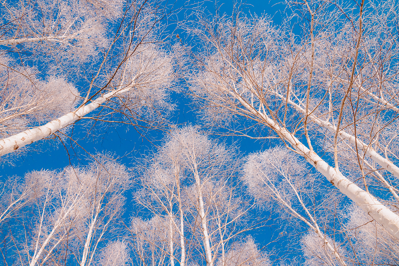 北极行(老照新修)