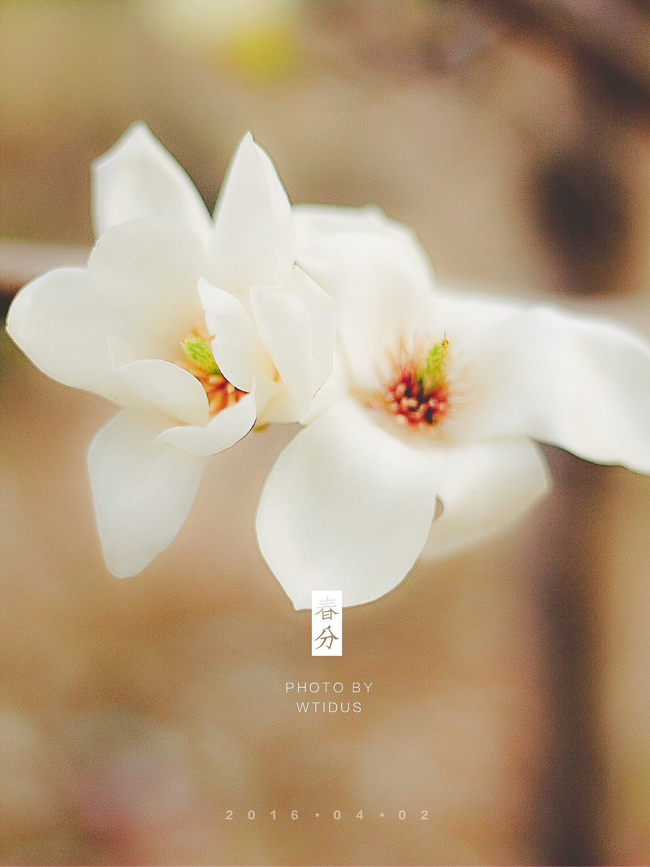 踏春“睬”花（图ZNDU5NDQ3MzY=） - 风光摄影 - 站酷设计师Amoo阿毛原创素材 - 站酷ZCOOL